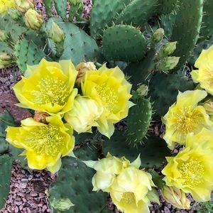 Meet your Posher, Dolores